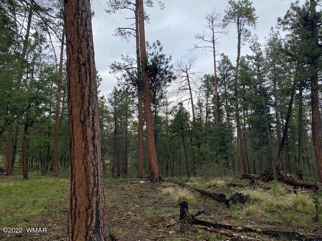4 County Road Alpine, AZ 85920 - Photo 6 of 10