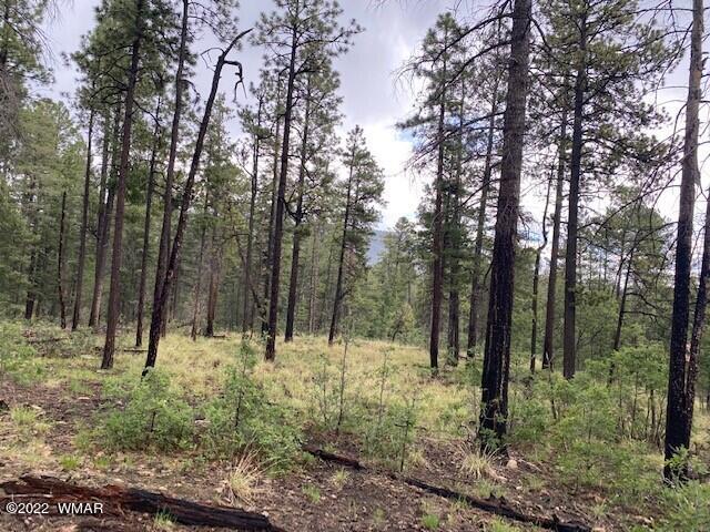 4 County Road Alpine, AZ 85920 - Photo 7 of 10