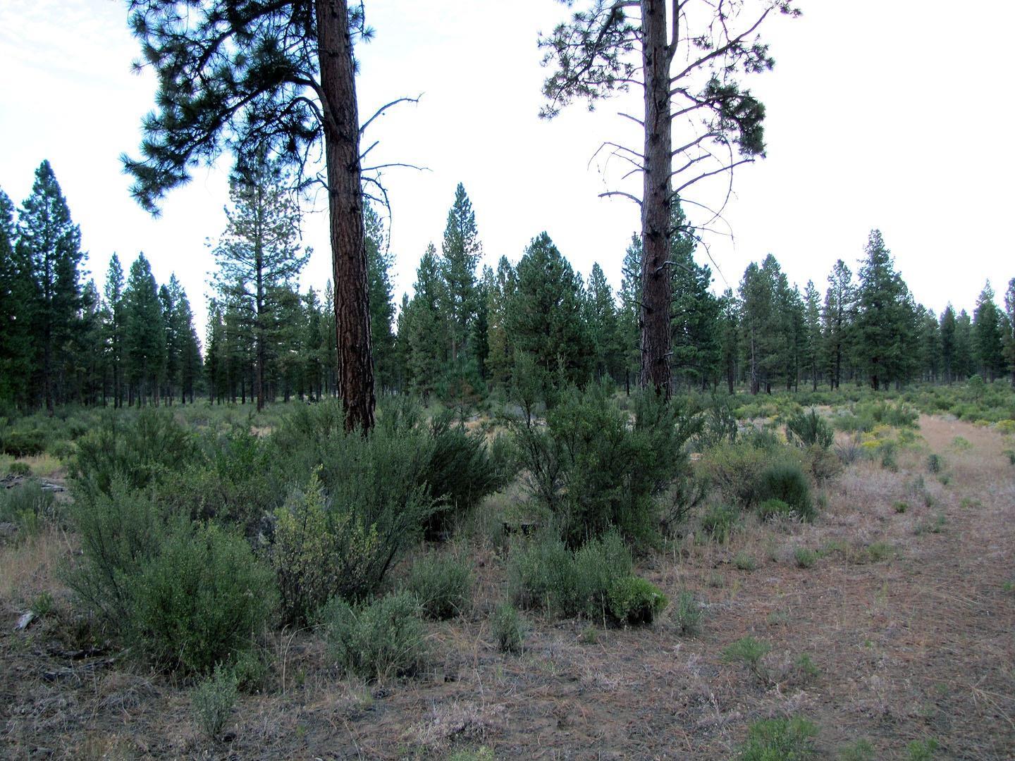 0 Sprague River Road Chiloquin, OR 97624 - Photo 12 of 15 Additional Photo