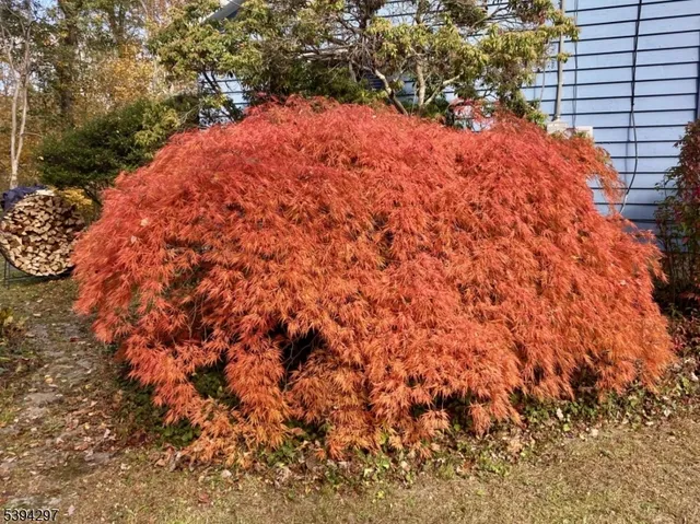 a view of a fountain in the middle of a yard