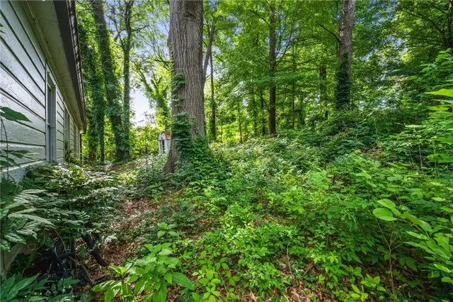 a view of a lush green forest