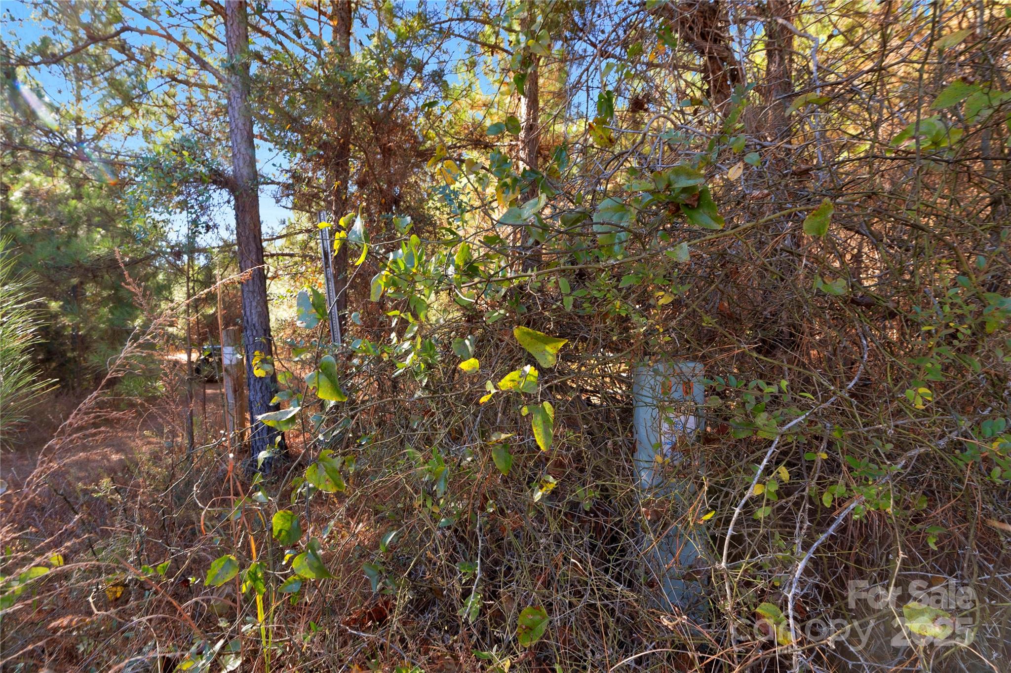 0 Quarter Round Road, Unit 7 Pacolet, SC 29372 - Photo 35 of 46 a view of tree