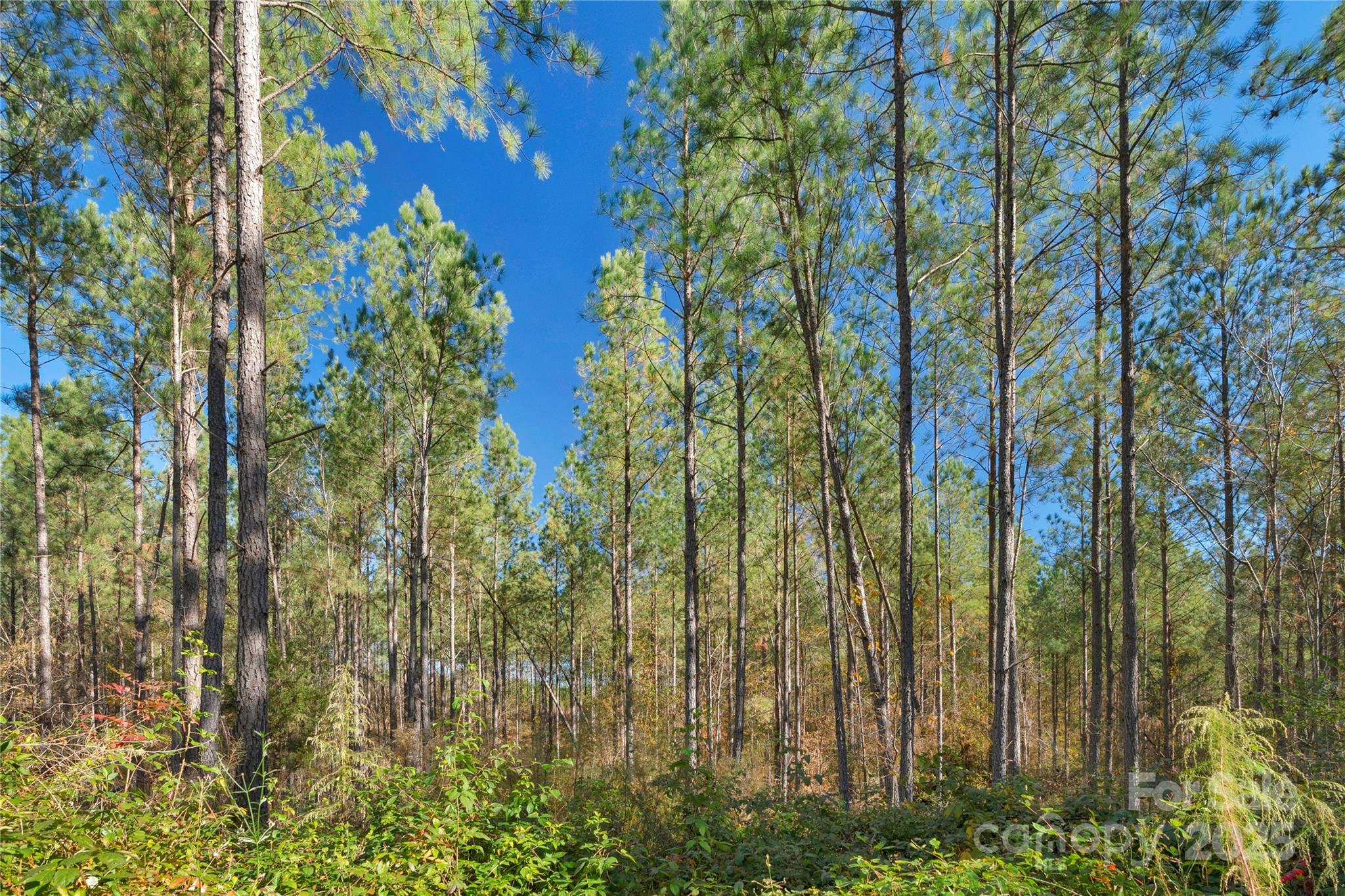 0 Quarter Round Road, Unit 7 Pacolet, SC 29372 - Photo 36 of 46 a view of residential tree