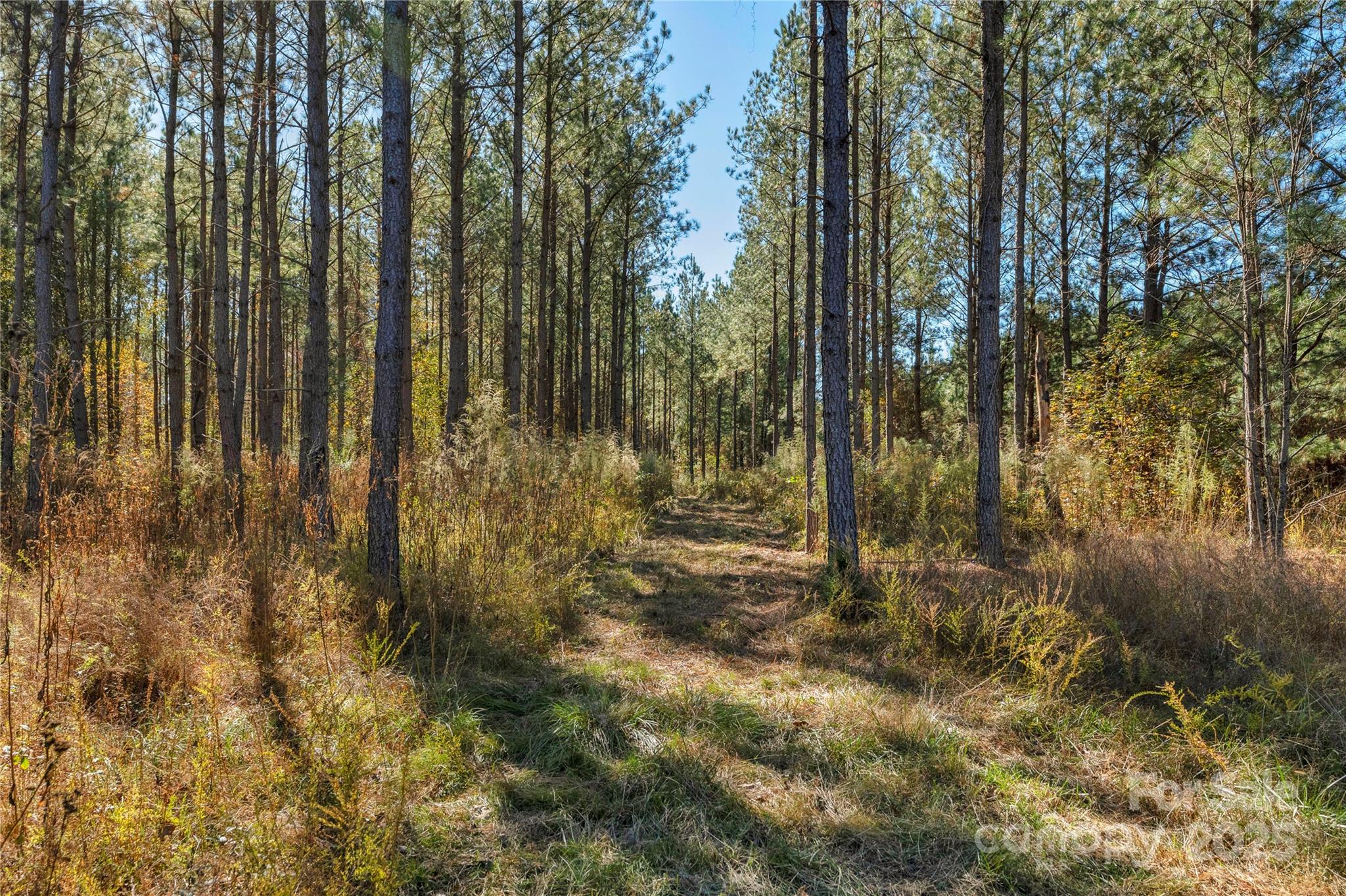 0 Quarter Round Road, Unit 7 Pacolet, SC 29372 - Photo 5 of 46 a view of backyard with green space