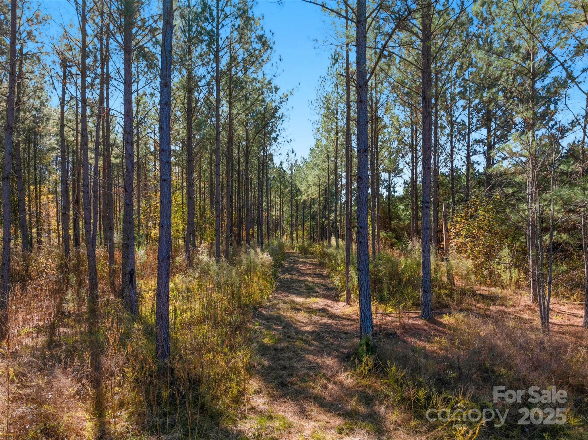 0 Quarter Round Road, Unit 7 Pacolet, SC 29372 - Photo 8 of 46 a view of forest