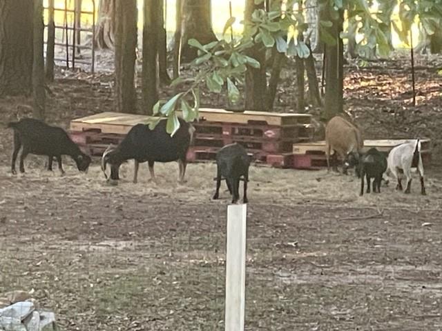 8345 Cleckler Road Palmetto, GA 30268 - Photo 9 of 41