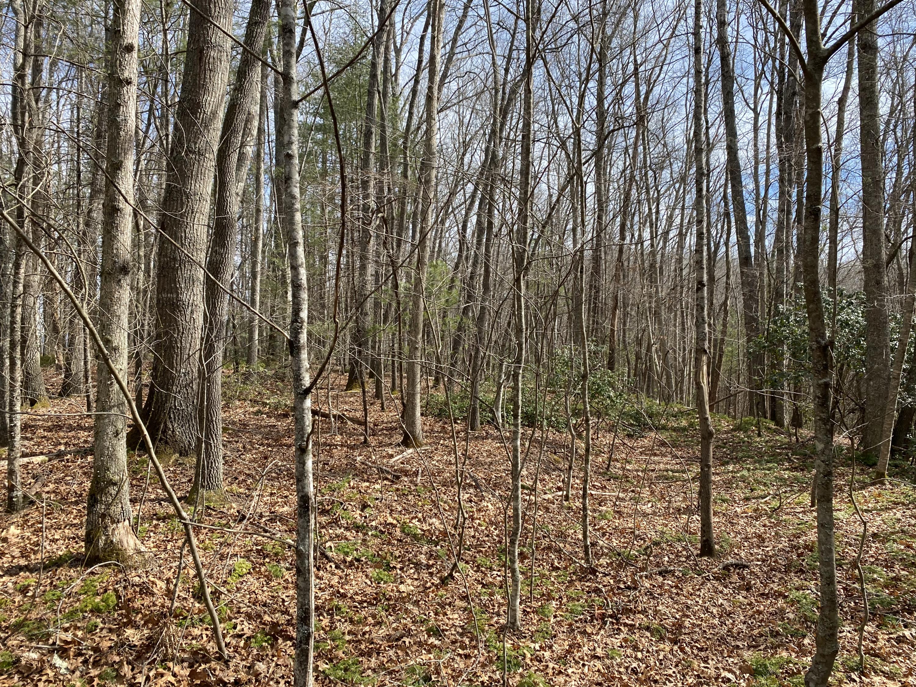 Tbd Mining Ridge Road, Unit 5 6 13 Mountain City, TN 37683 - Photo 8 of 8 Photo Mar 09, 2 12 35 PM