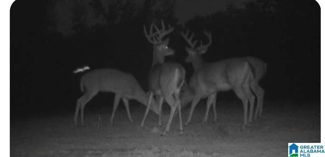 1395 Camp Creek Road Cropwell, AL 35054 - Photo 13 of 16