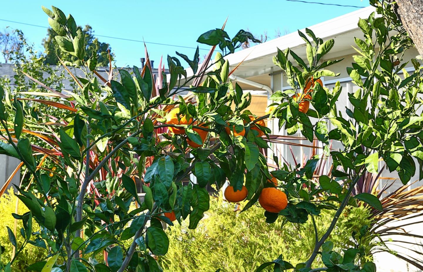 1762 Hallmark Lane San Jose, CA 95124 - Photo 24 of 39 a plant that is sitting in a garden