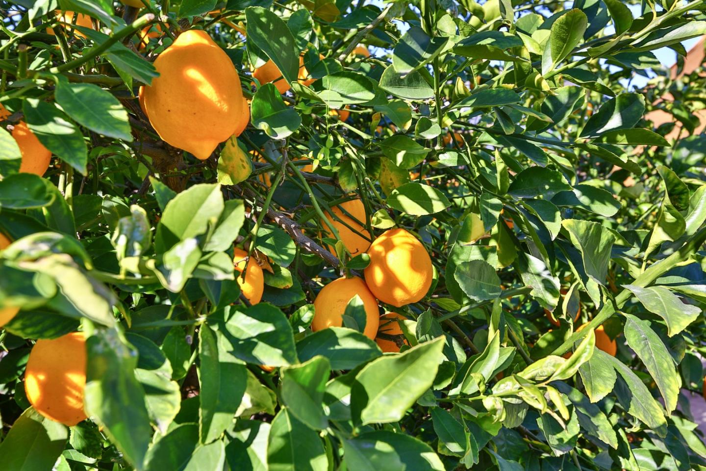 1762 Hallmark Lane San Jose, CA 95124 - Photo 25 of 39 a view of a tree in a garden