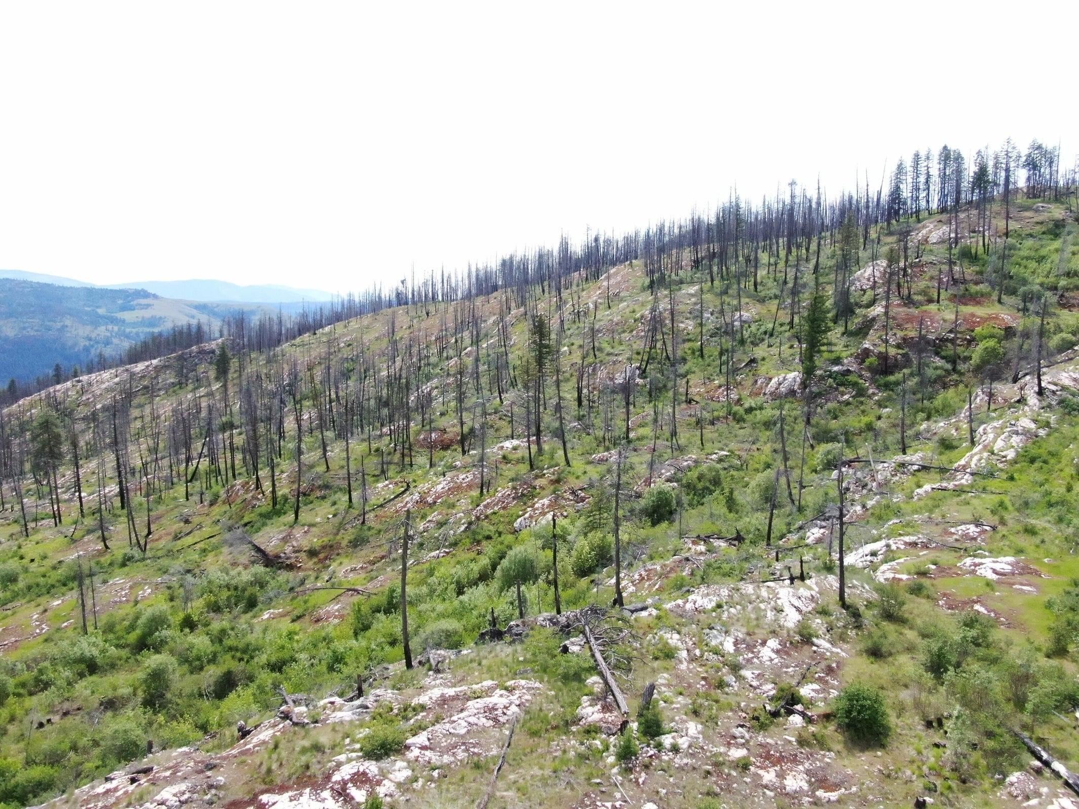 Xx Matsen Creek Road Kettle Falls, WA 99141 - Photo 10 of 17