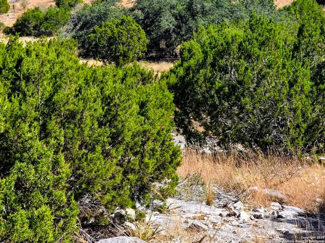 a view of a dry yard with trees