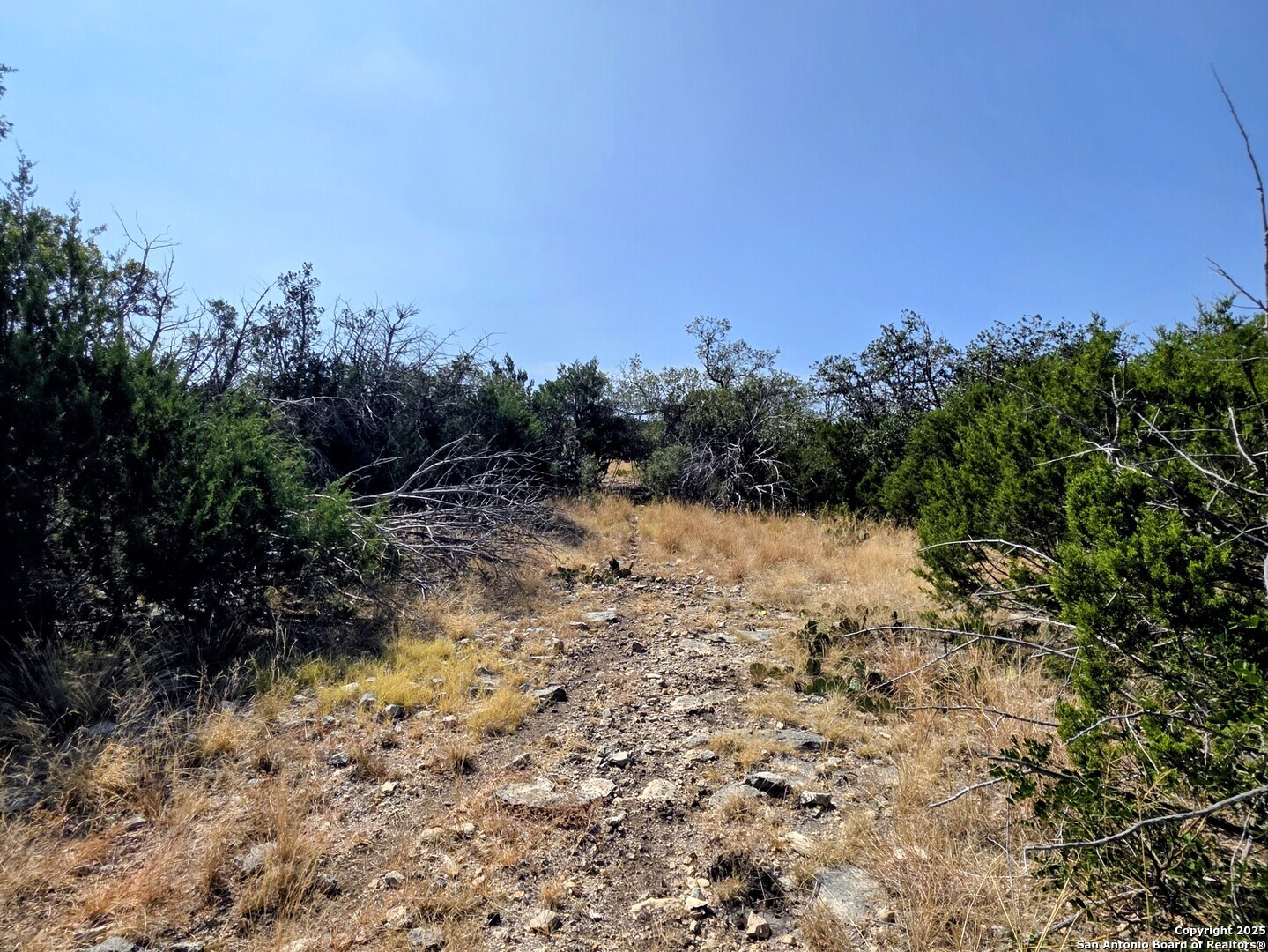 0 Black Waterhole Ranch Rocksprings, TX 78880 - Photo 4 of 20 a view of a yard with a tree