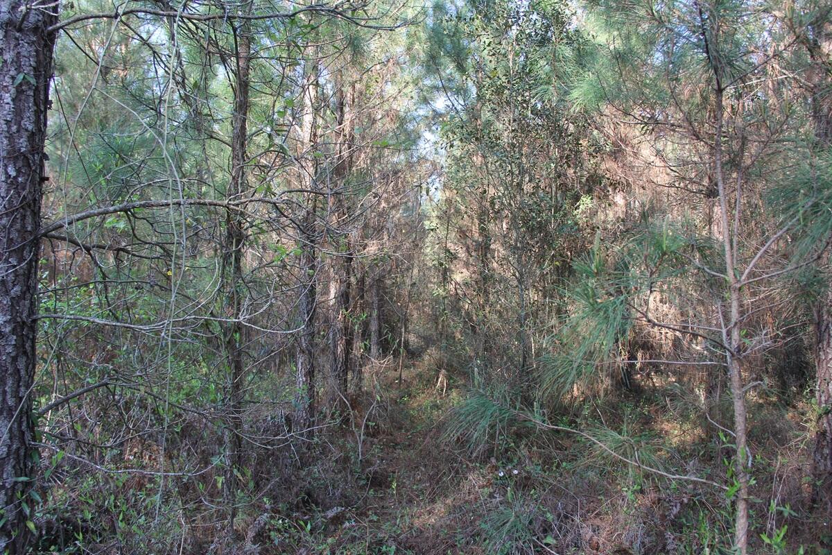 305 Ponderosa Road St. Matthews, SC 29135 - Photo 8 of 19 IMG_9856