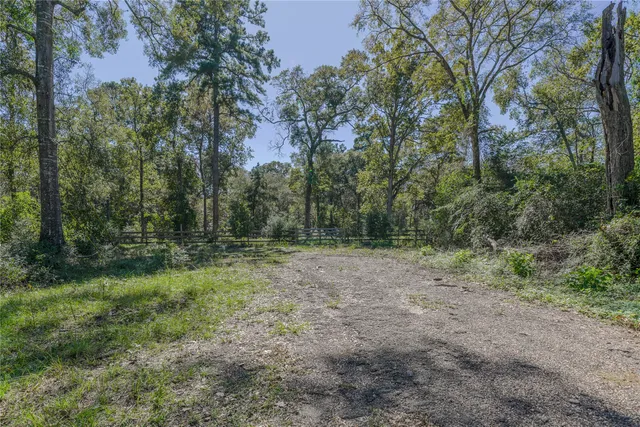 a view of a forest with trees in the background