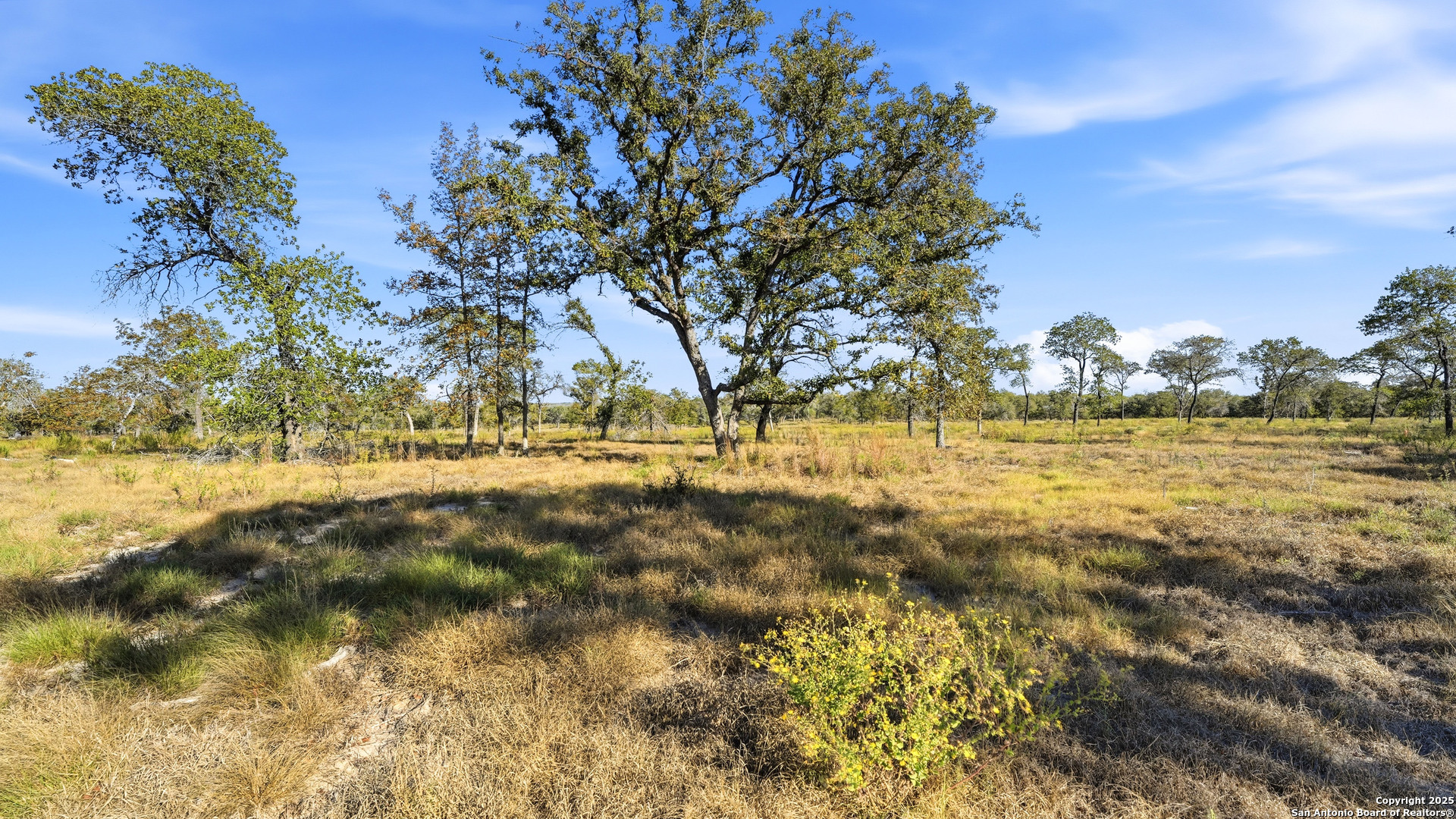 Tbd Turkey Tree Trail Seguin, TX 78155 - Photo 15 of 18 a view of yard with trees