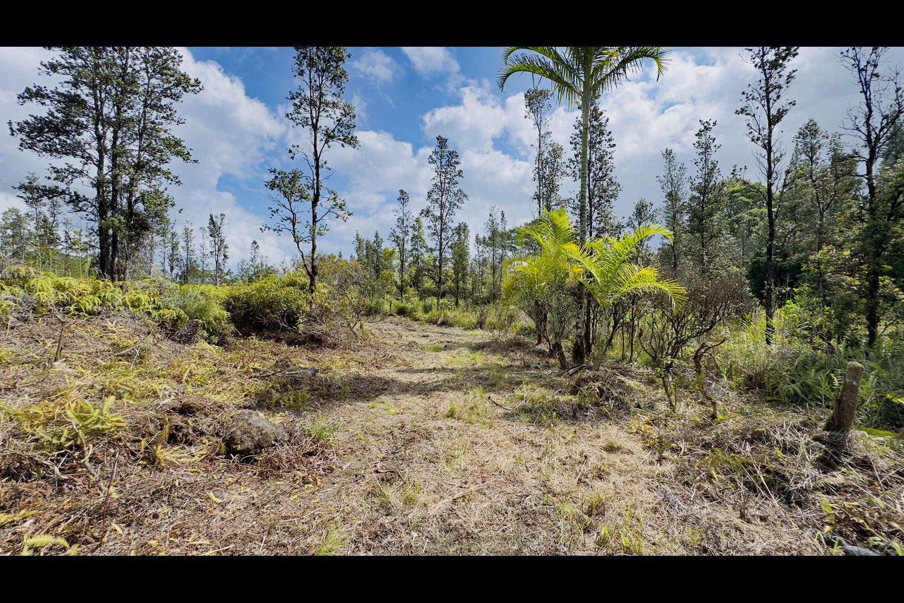 2444 Uhini Ana Road Mountain View, HI 96771 - Photo 19 of 27 a view of a yard with a tree