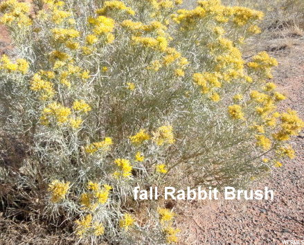 361 Thompson Cyn Road Thompson, UT 84540 - Photo 10 of 24 Flowers in the Fall.