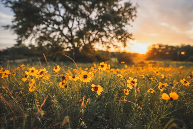 $5,980,000 | Undisclosed Address, Hye, TX 78635