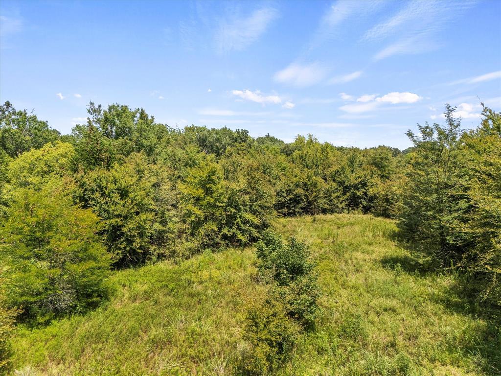 883 Fm 1653 Ben Wheeler, TX 75754 - Photo 14 of 19 a view of a bunch of trees and bushes