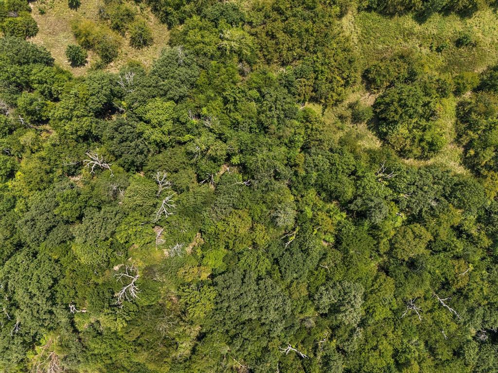 883 Fm 1653 Ben Wheeler, TX 75754 - Photo 16 of 19 a view of a large yard with lots of green space