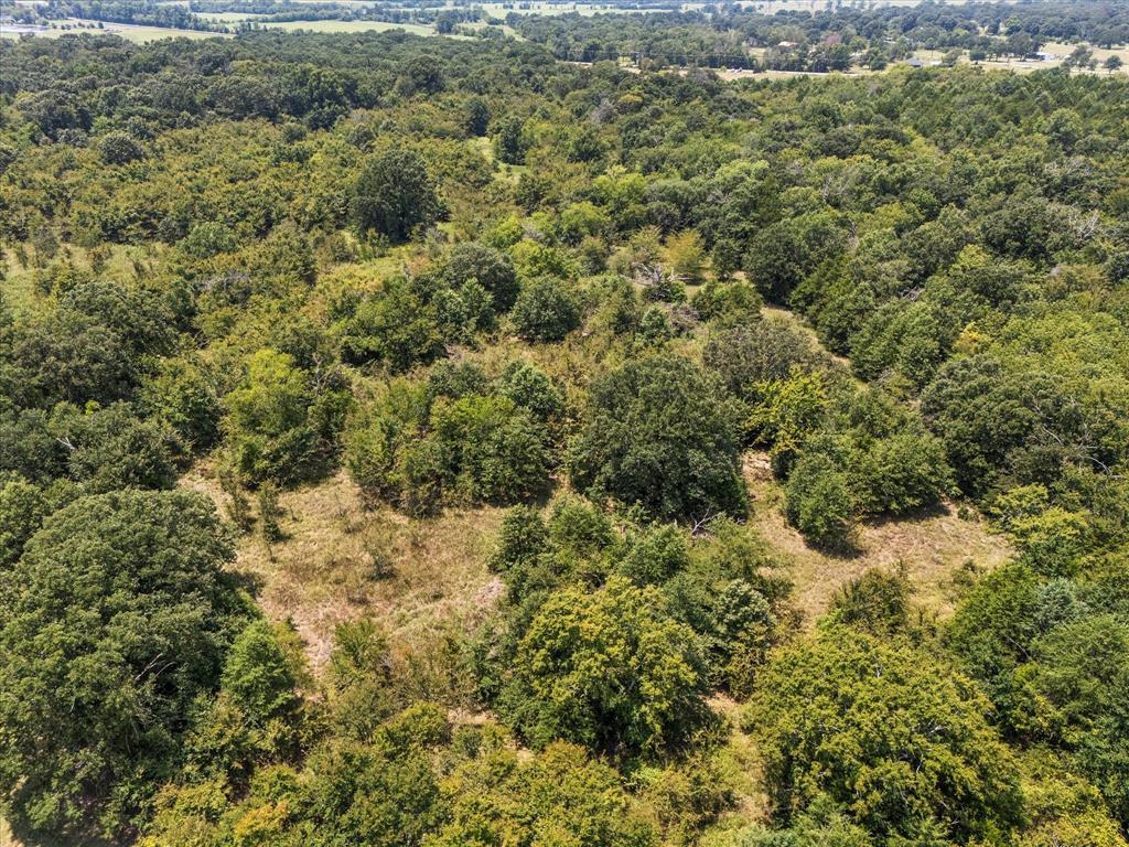 883 Fm 1653 Ben Wheeler, TX 75754 - Photo 9 of 19 a view of a forest with a small yard