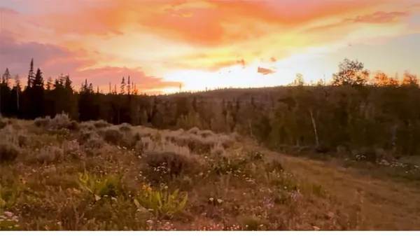 a view of a bunch of trees in background