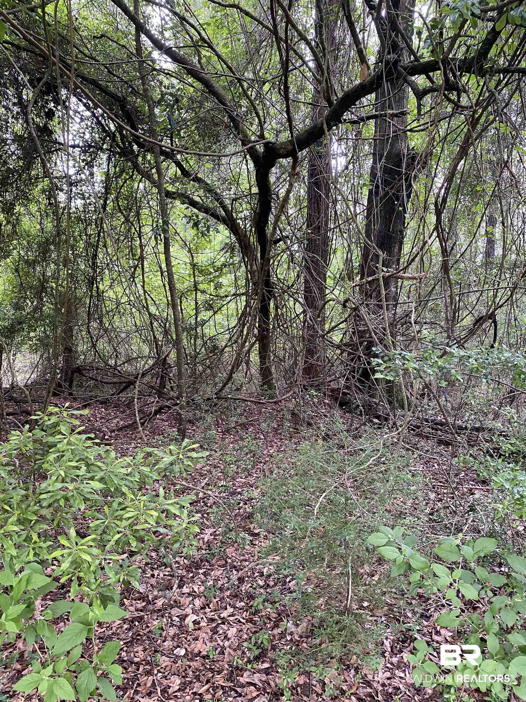 0 Old Mobile Road Daphne, AL 36527 - Photo 7 of 9 View of tree filled area