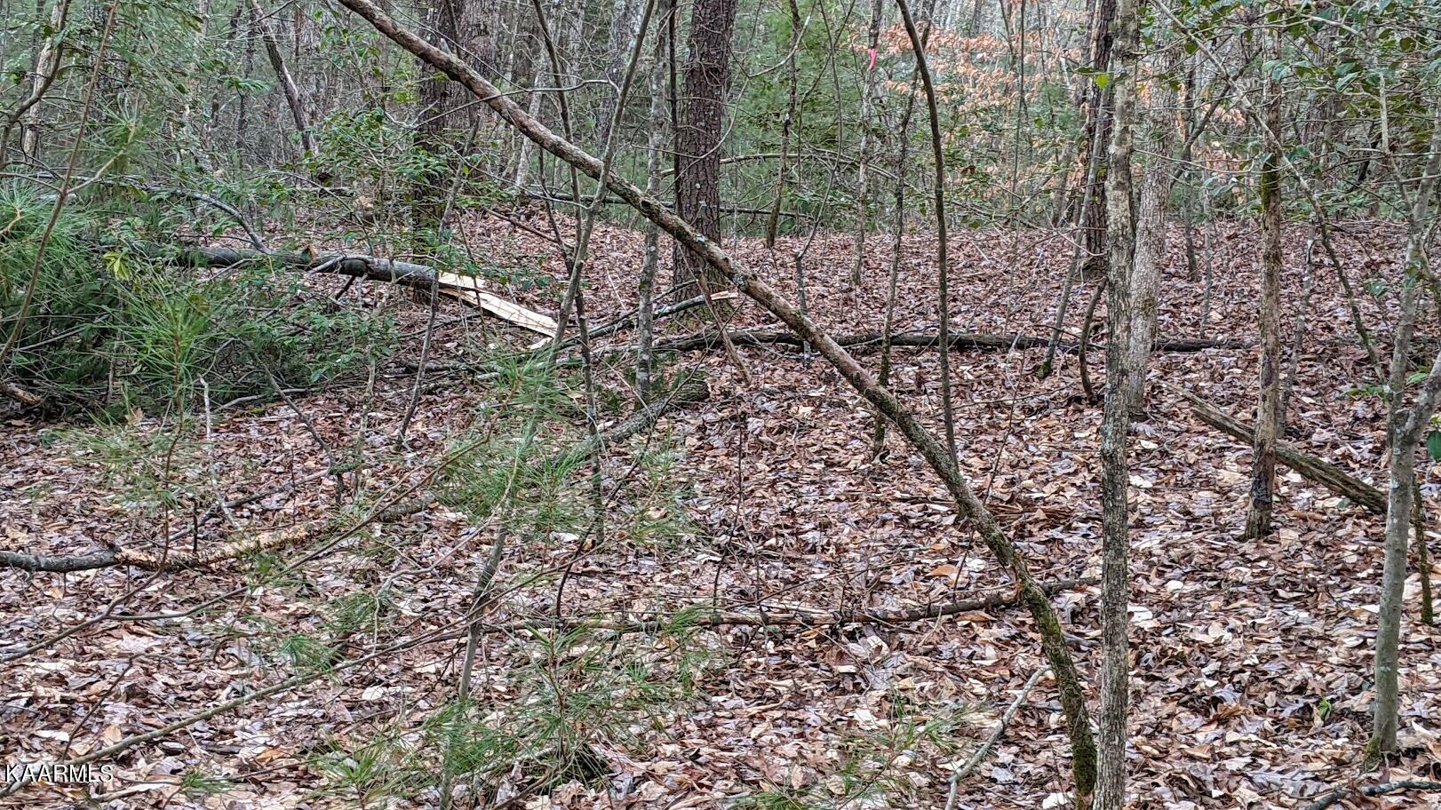 Boone Ridge Road Jamestown, TN 38556 - Photo 11 of 15 PXL_20220208_230024192