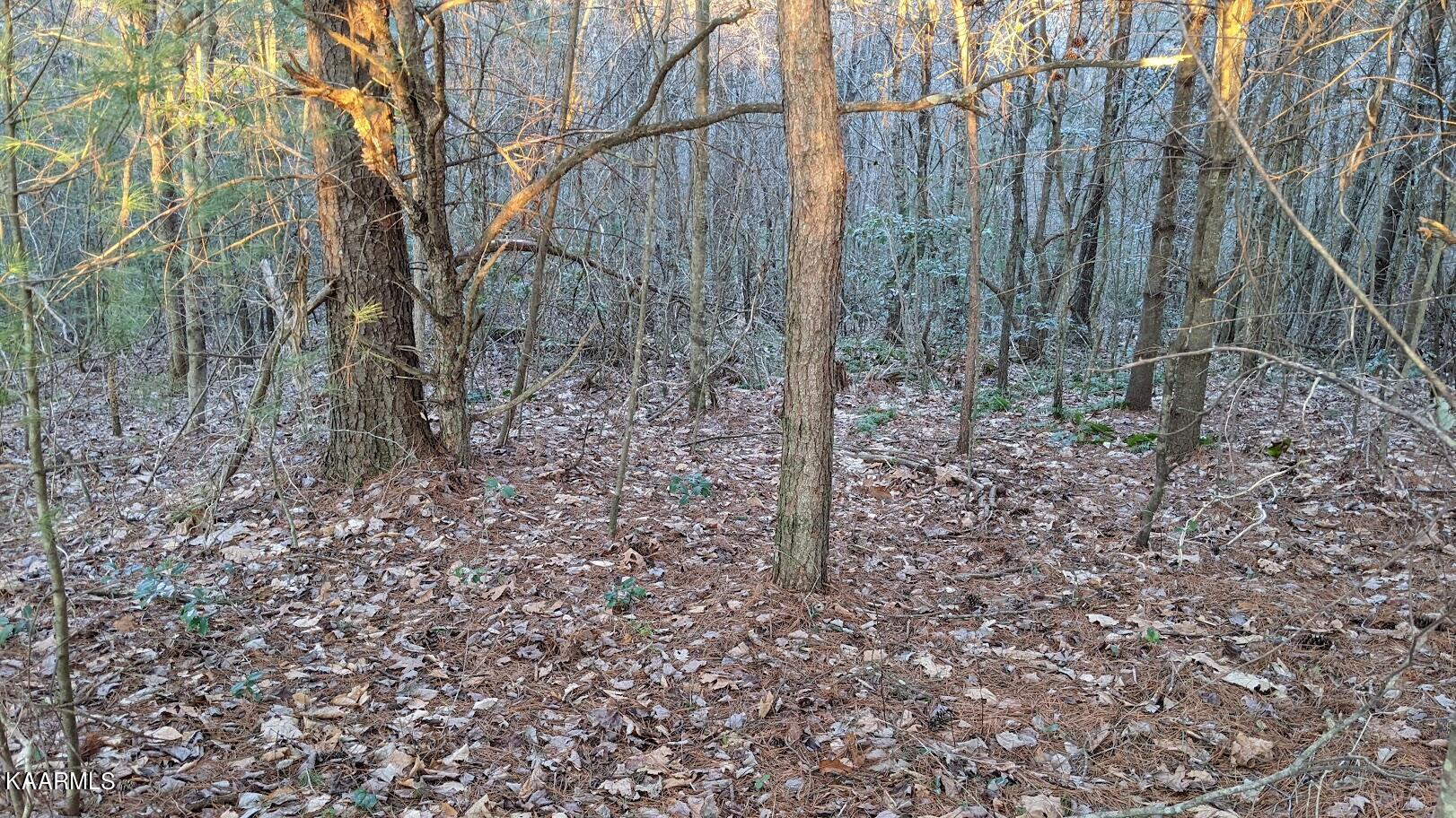 Boone Ridge Road Jamestown, TN 38556 - Photo 6 of 15 PXL_20220208_225822917