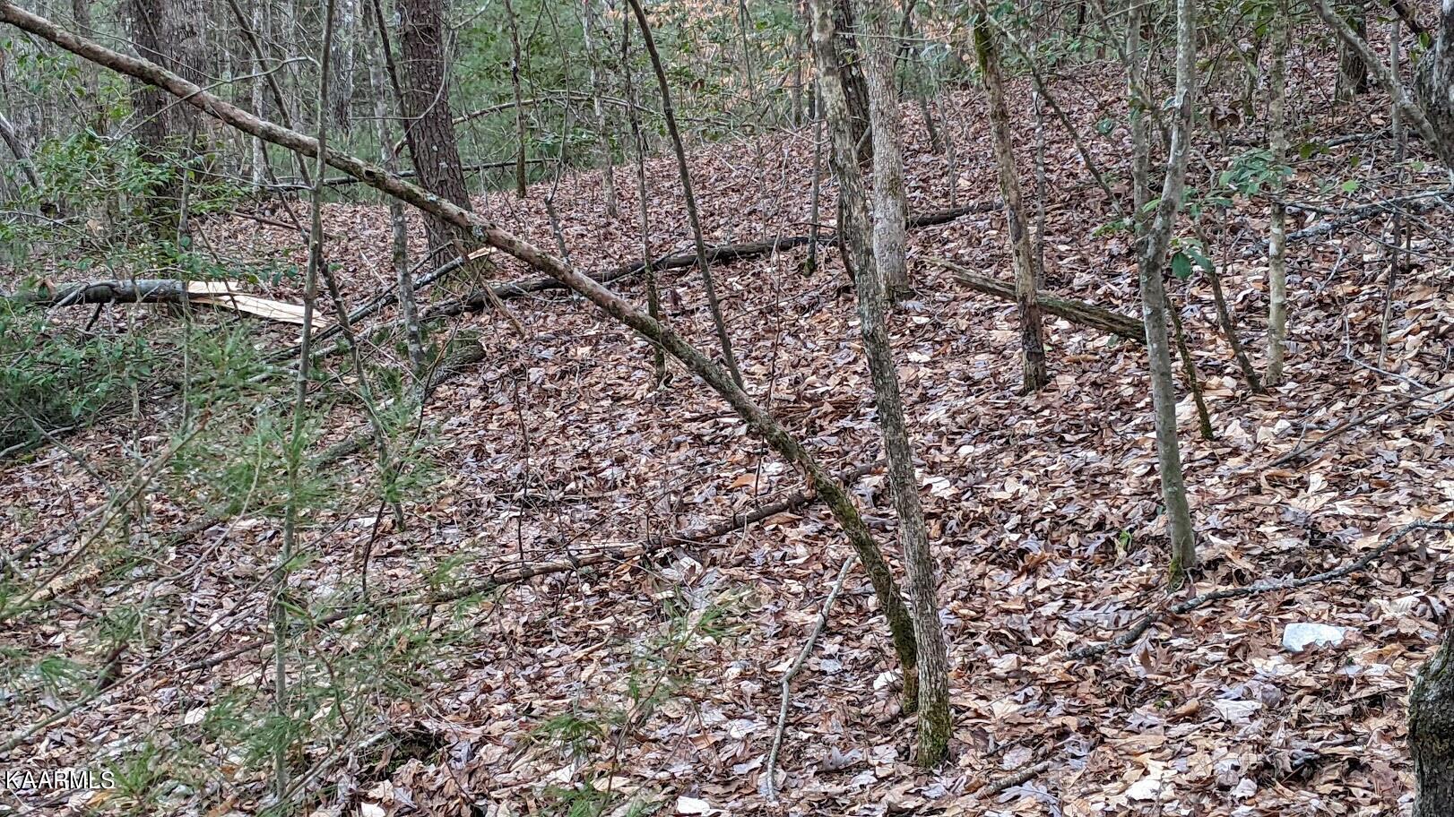 Boone Ridge Road Jamestown, TN 38556 - Photo 10 of 15 PXL_20220208_230018471