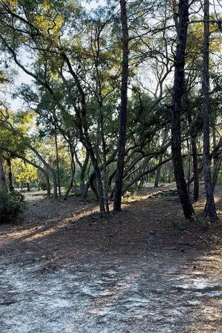 a view of a yard with plants and trees