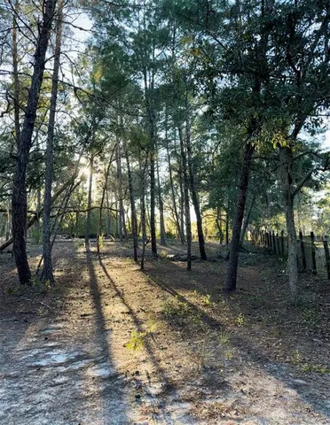 a view of a yard with plants and trees
