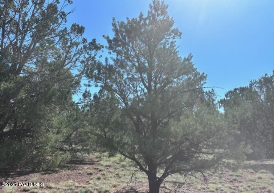 1434 East Barbara Road Williams, AZ 86046 - Photo 2 of 8 1434 Barbara 8