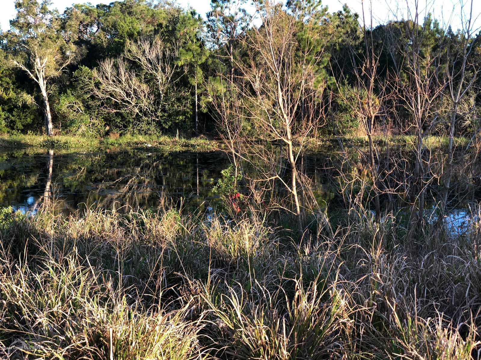 2465 Dolphin Road Titusville, FL 32780 - Photo 30 of 40 a view of a tree in a forest