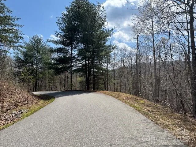 a view of a forest with trees in the background