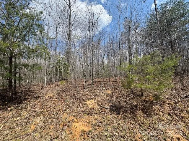 a view of a forest with a tree