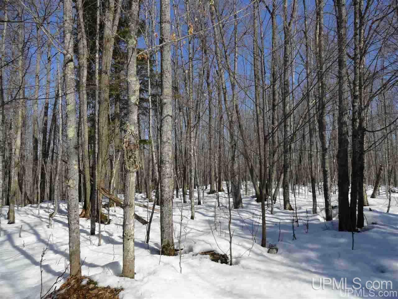 240-acres Leek Road Covington, MI 49919 - Photo 13 of 50