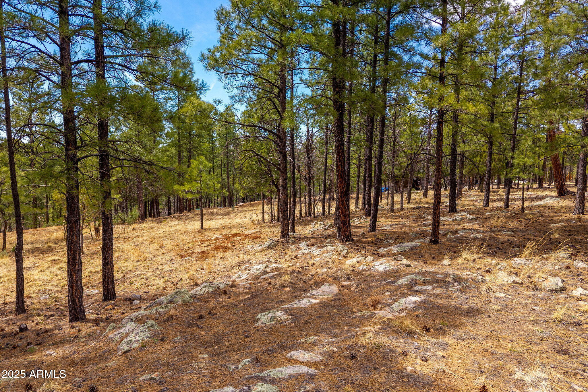 2526 Well Water Road, Unit 322 Happy Jack, AZ 86024 - Photo 11 of 15 a view of outdoor space with trees