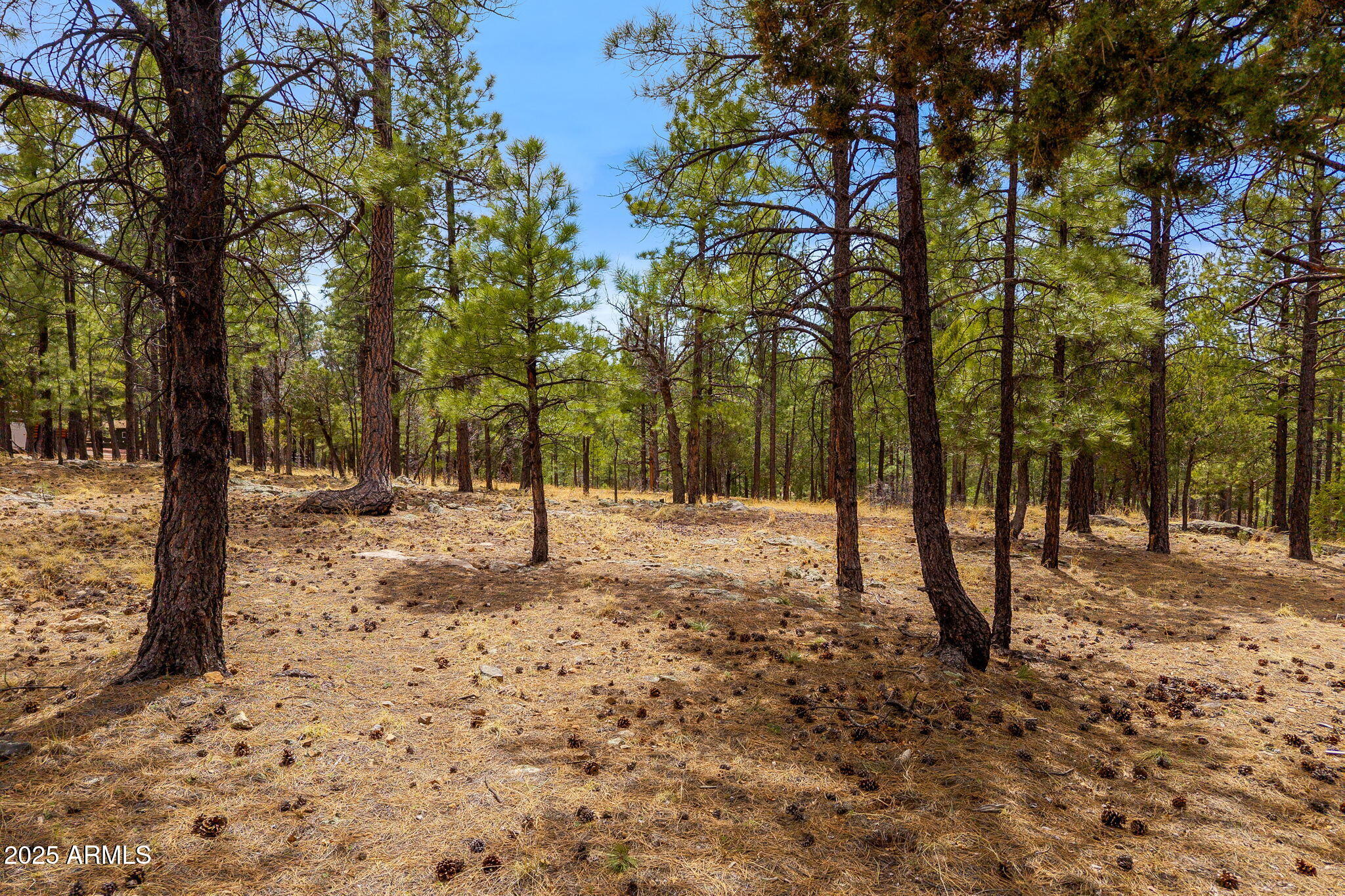2526 Well Water Road, Unit 322 Happy Jack, AZ 86024 - Photo 10 of 15 a view of road and trees
