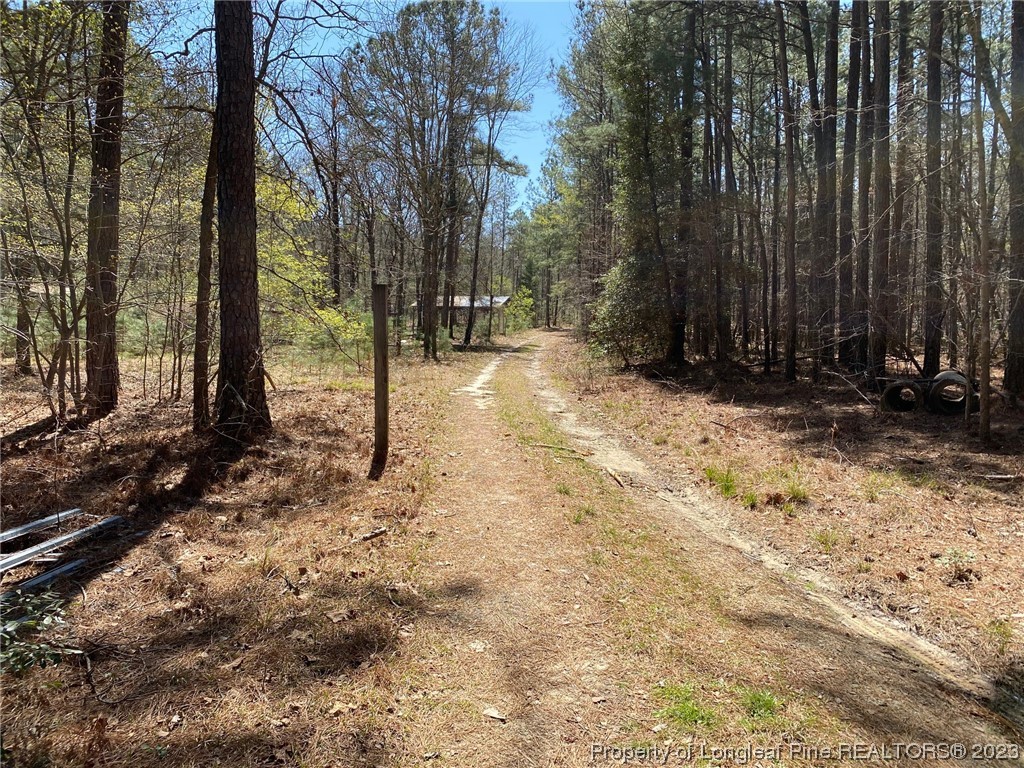 a view of a yard with trees