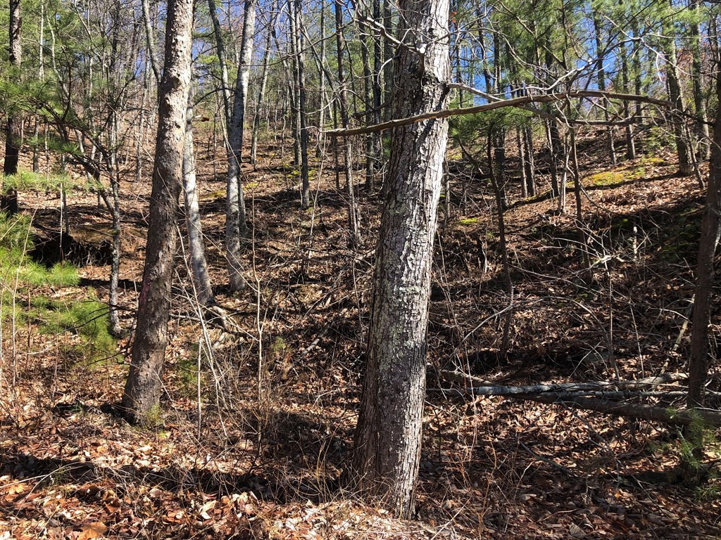 49 High Street Sevierville, TN 37862 - Photo 7 of 10