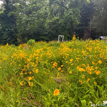 a view of a garden with plants