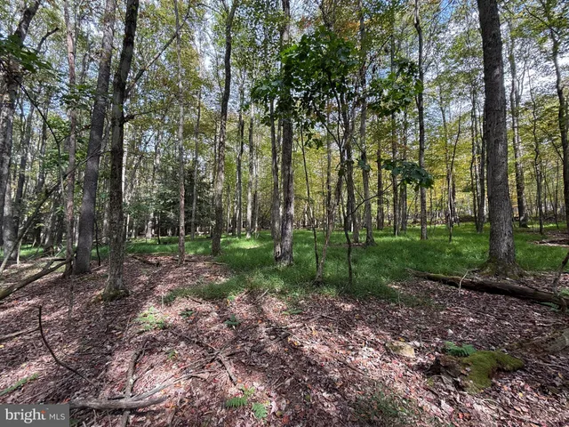 a view of a park that has large trees