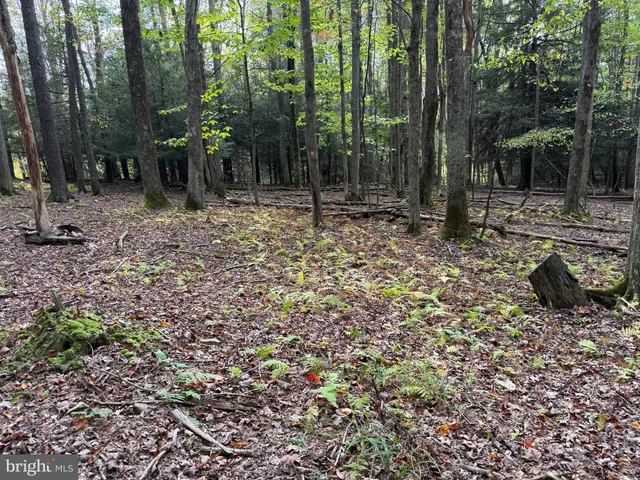 a view of a garden with trees