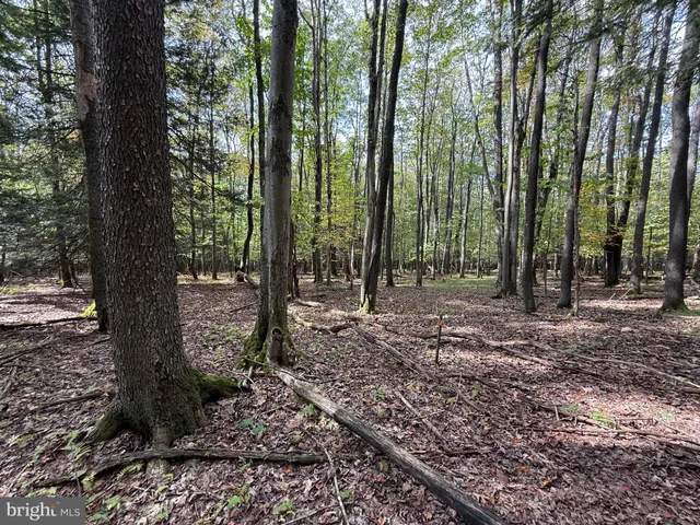 a view of outdoor space with lots of trees