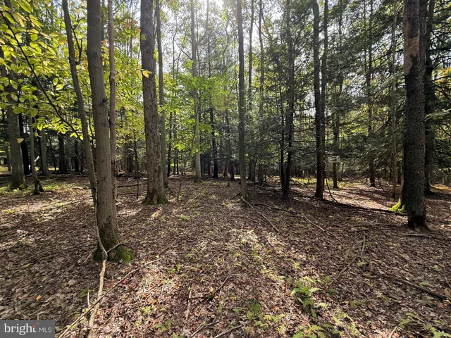 a view of outdoor space with lots of trees