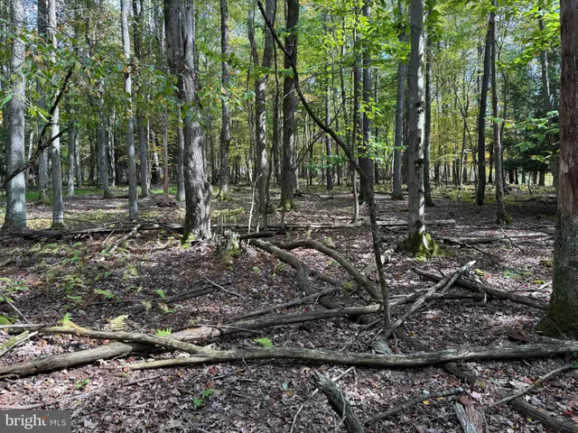 a garden with lots of trees