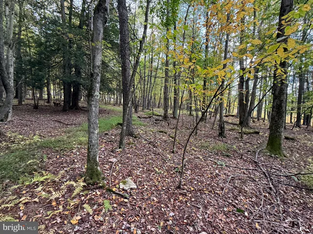 a view of a forest with trees