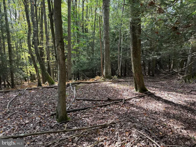 a view of outdoor space with lots of trees